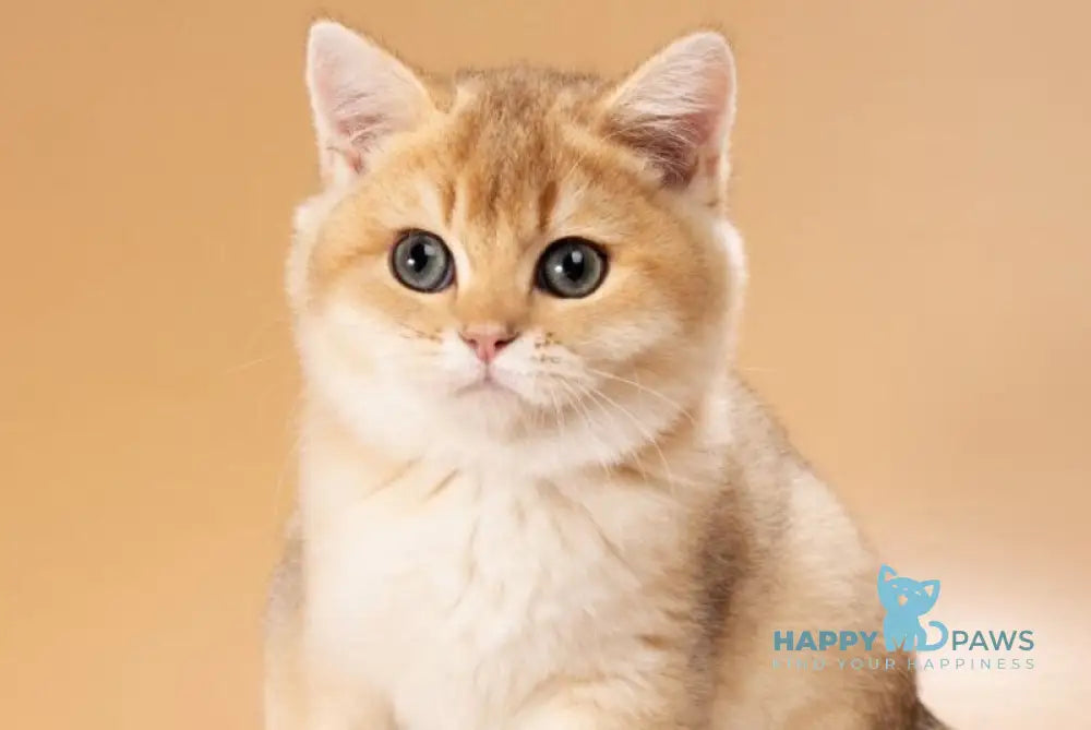 Sirius British Shorthair male black golden shaded live animals