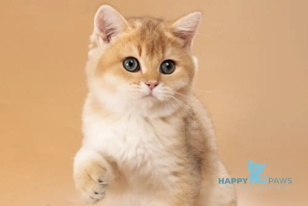 Sirius British Shorthair male black golden shaded live animals