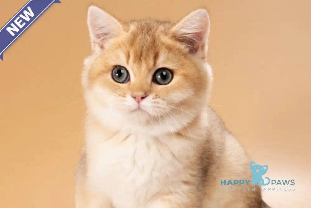 Sirius British Shorthair male black golden shaded live animals