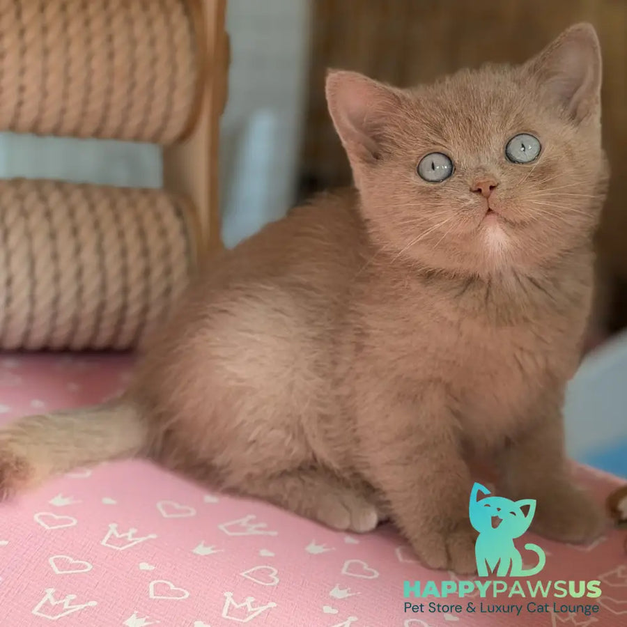 Sirius British Shorthair male fawn with white - live animals