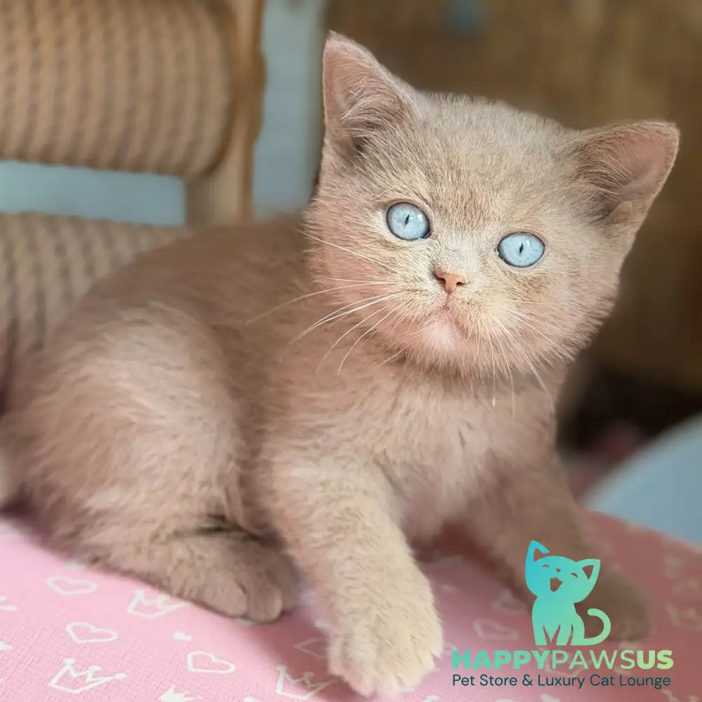 Sirius British Shorthair male fawn with white - live animals