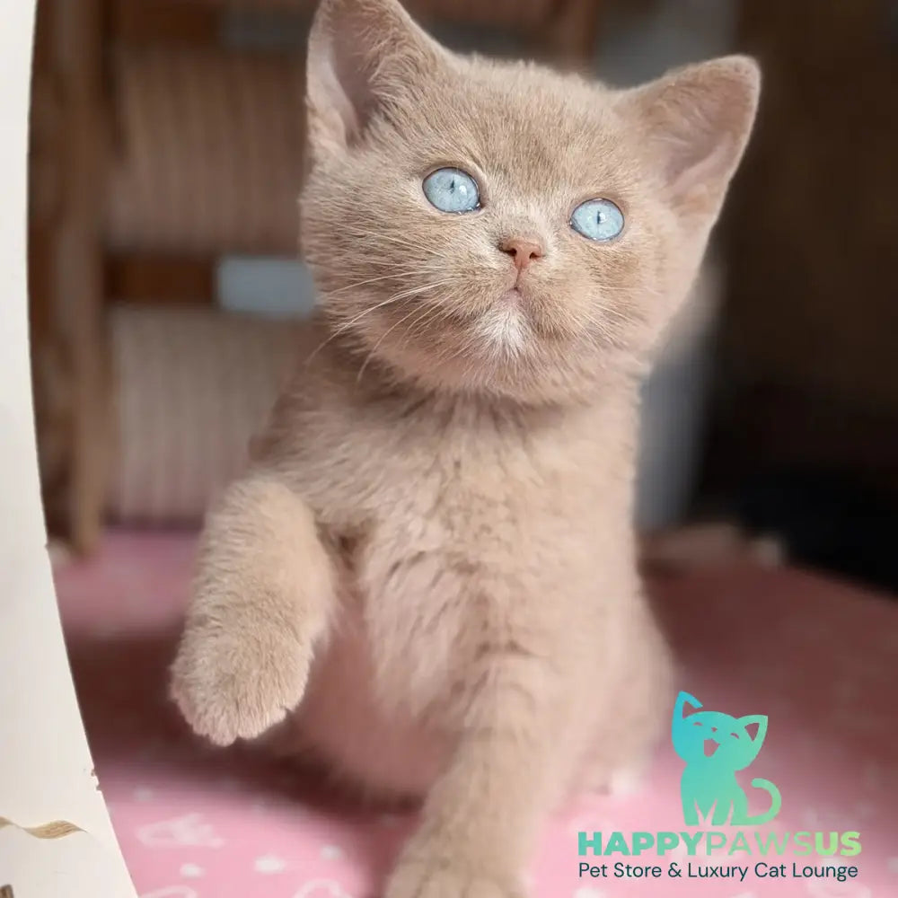 Sirius British Shorthair male fawn with white - live animals