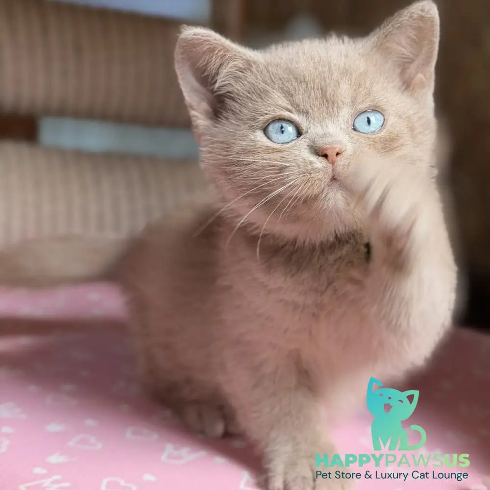 Sirius British Shorthair male fawn with white - live animals