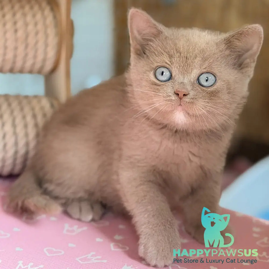 Sirius British Shorthair male fawn with white - live animals