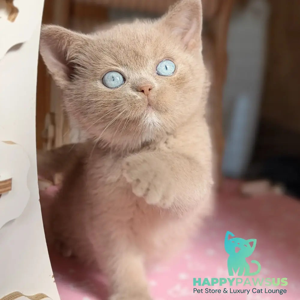 Sirius British Shorthair male fawn with white - live animals