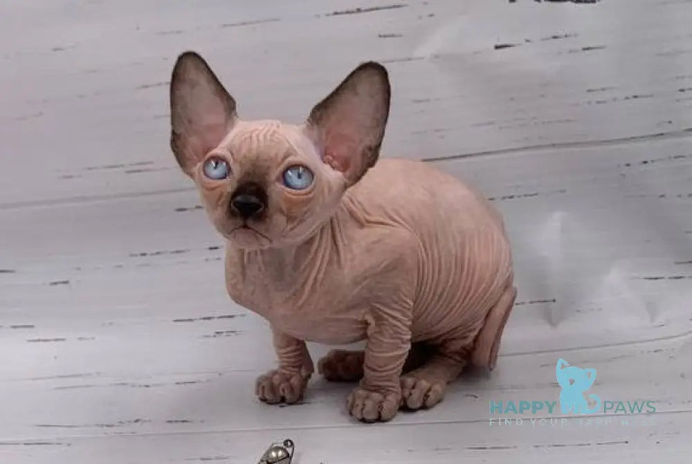 Sirius Canadian Sphynx male black pointed live animals