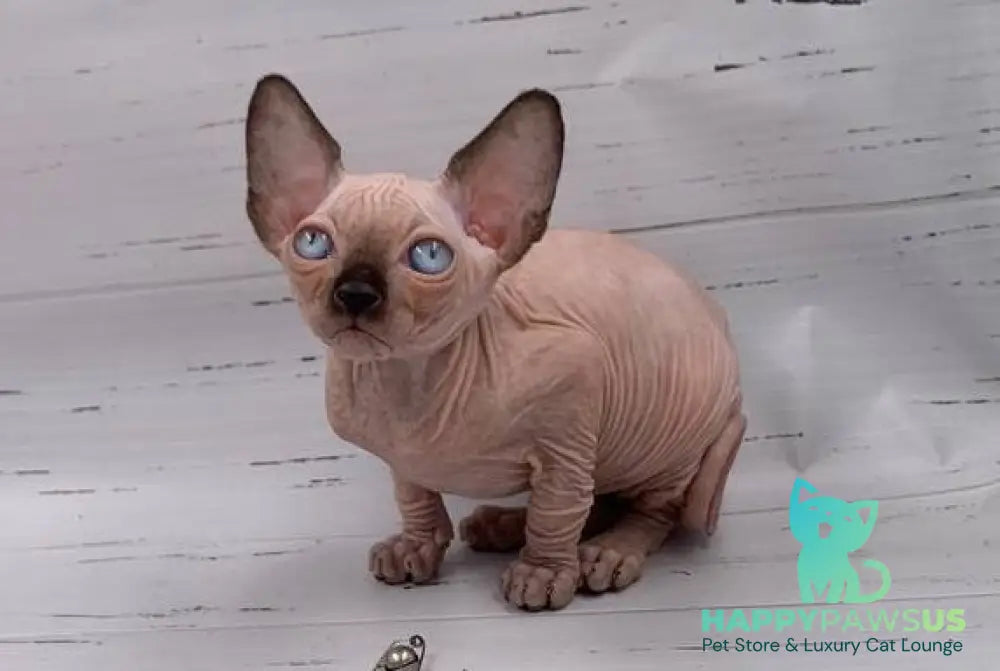 Sirius Canadian Sphynx male black pointed live animals