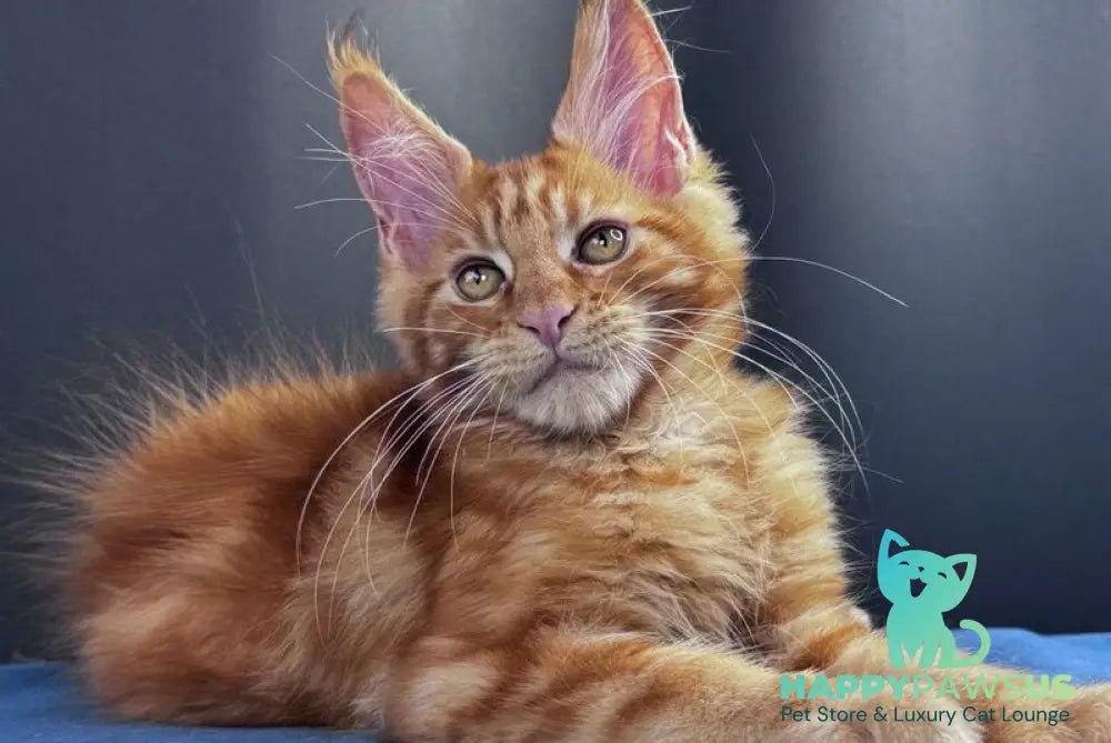 Sirius Emberstar Maine Coon male red - live animals