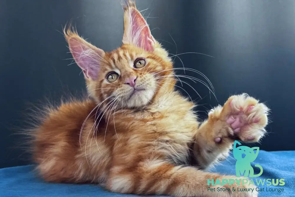 Sirius Emberstar Maine Coon male red - live animals
