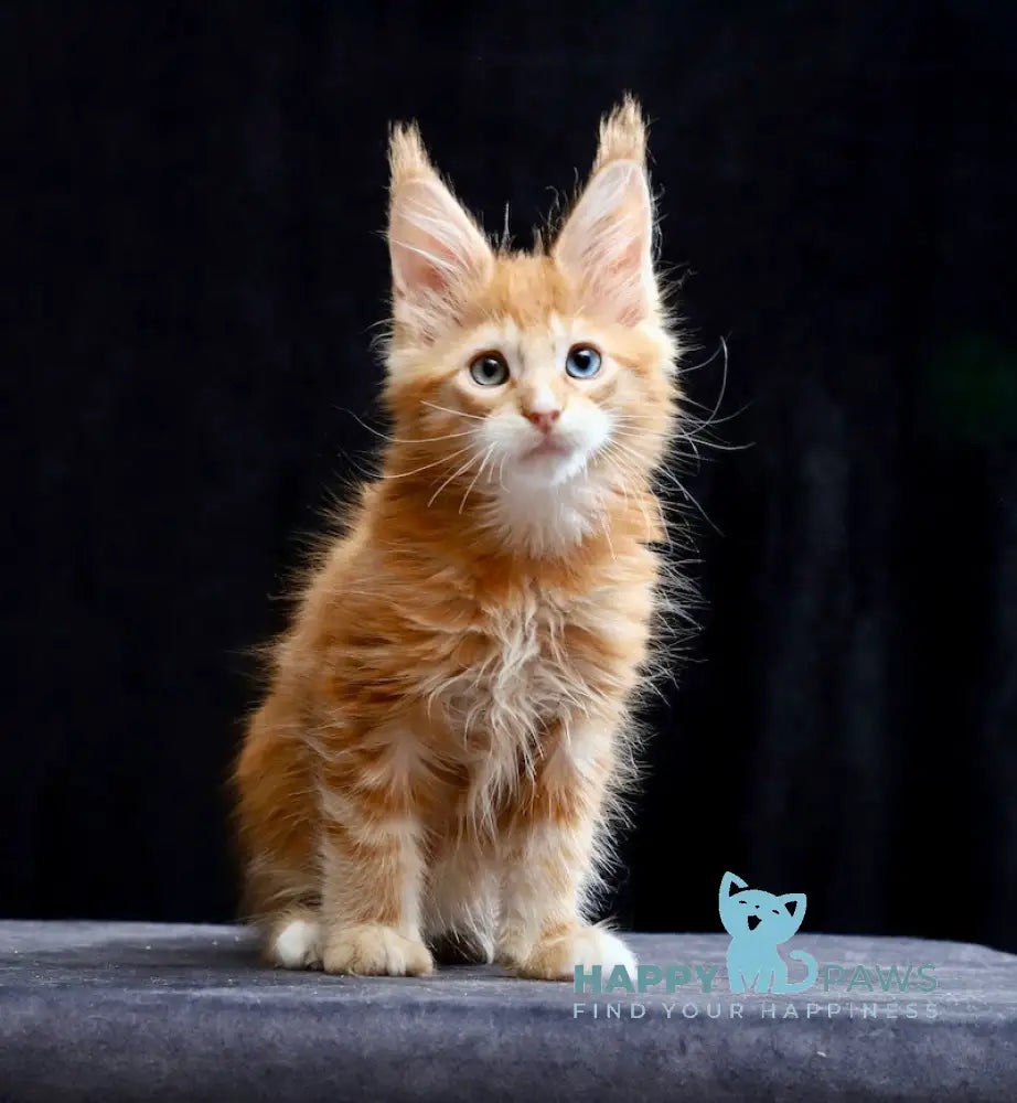 Sirius Maine Coon male red silver tabby with white live animals