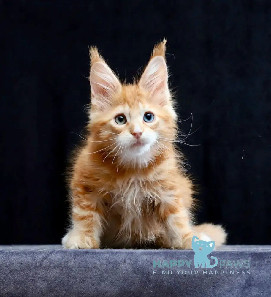 Sirius Maine Coon male red silver tabby with white live animals