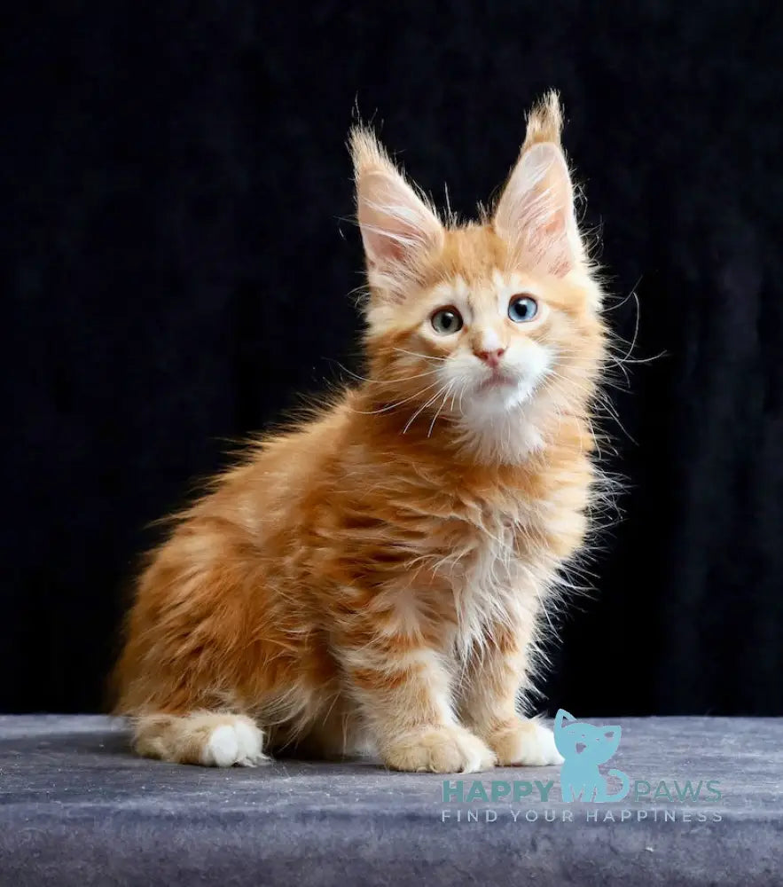 Sirius Maine Coon male red silver tabby with white live animals
