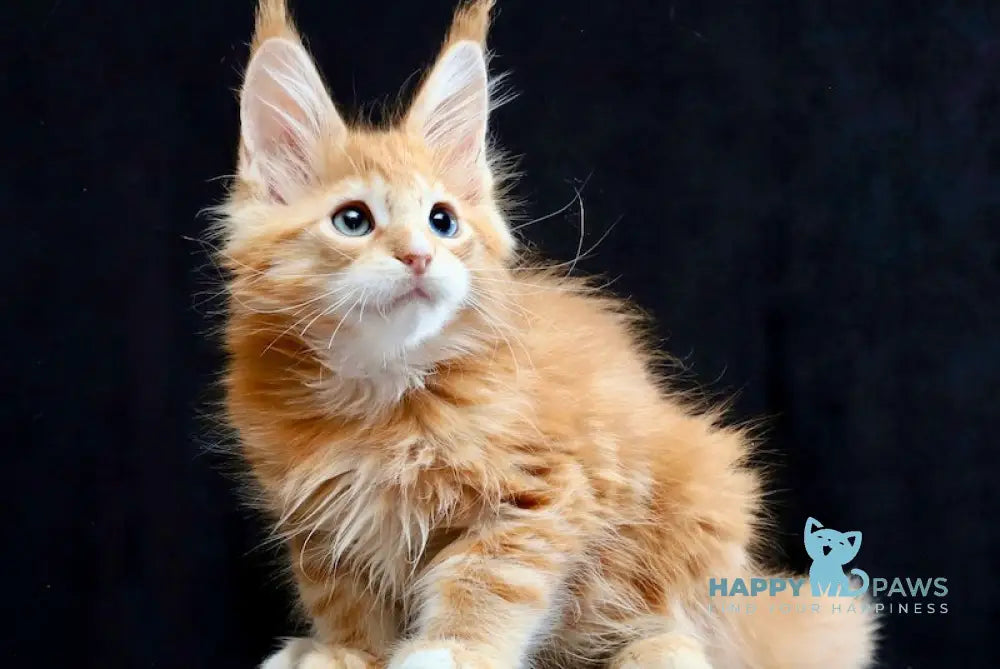 Sirius Maine Coon male red silver tabby with white live animals