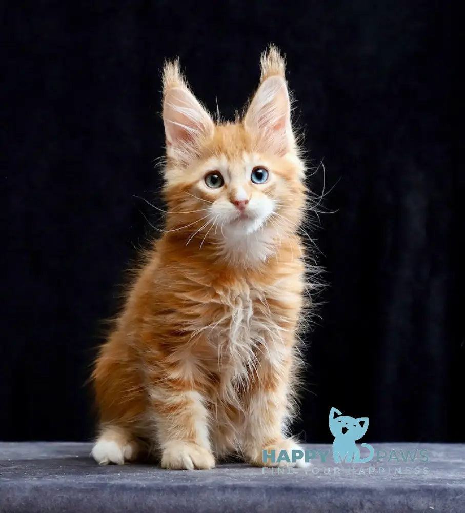 Sirius Maine Coon male red silver tabby with white live animals