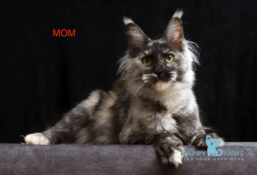 Sirius Maine Coon male red silver tabby with white live animals