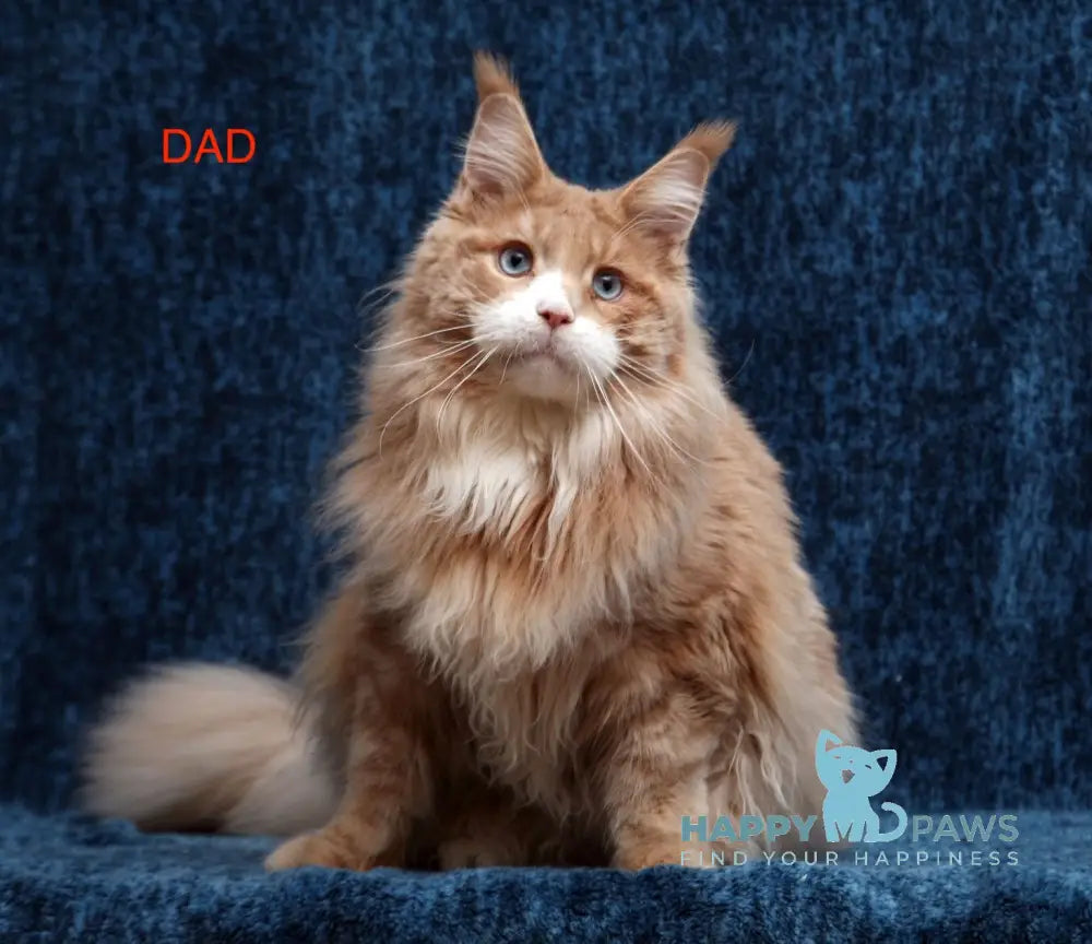 Sirius Maine Coon male red silver tabby with white live animals