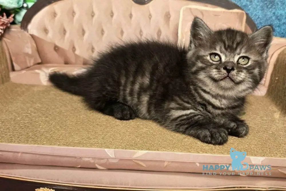 Sirius Munchkin male black silver live animals