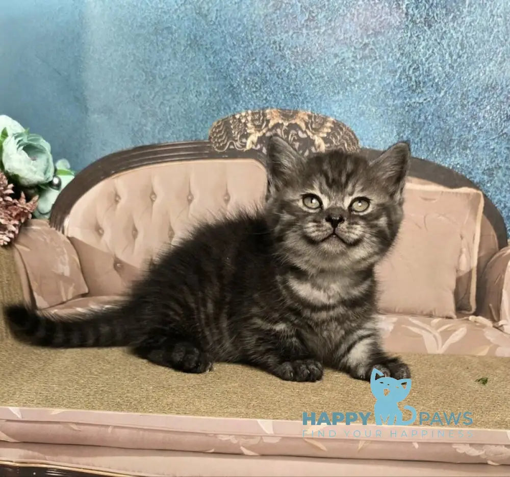 Sirius Munchkin male black silver live animals