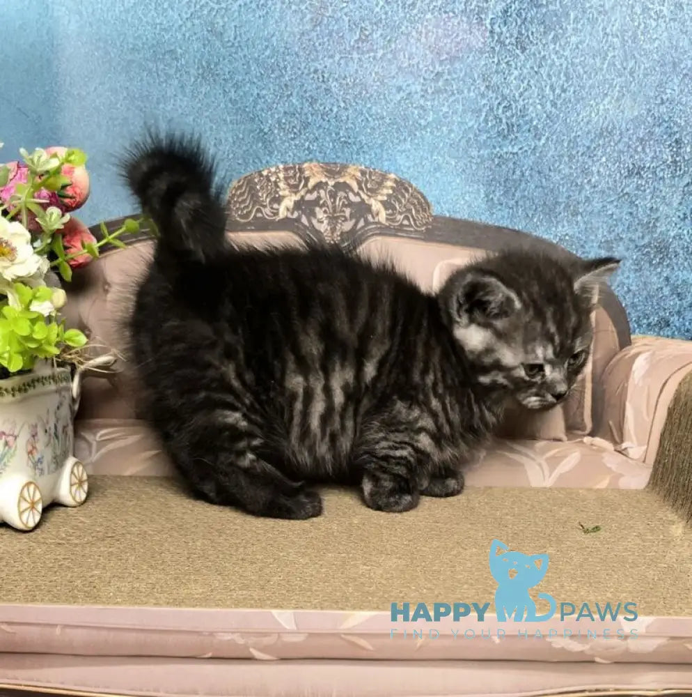 Sirius Munchkin male black silver live animals