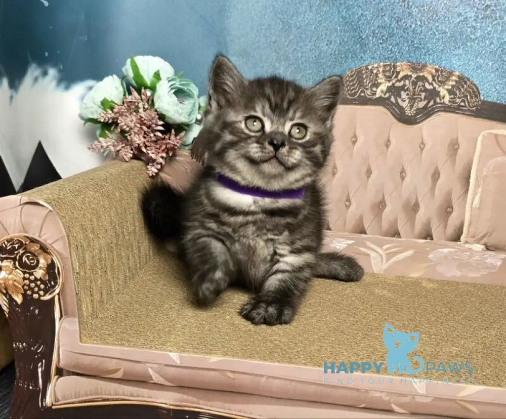 Sirius Munchkin male black silver live animals