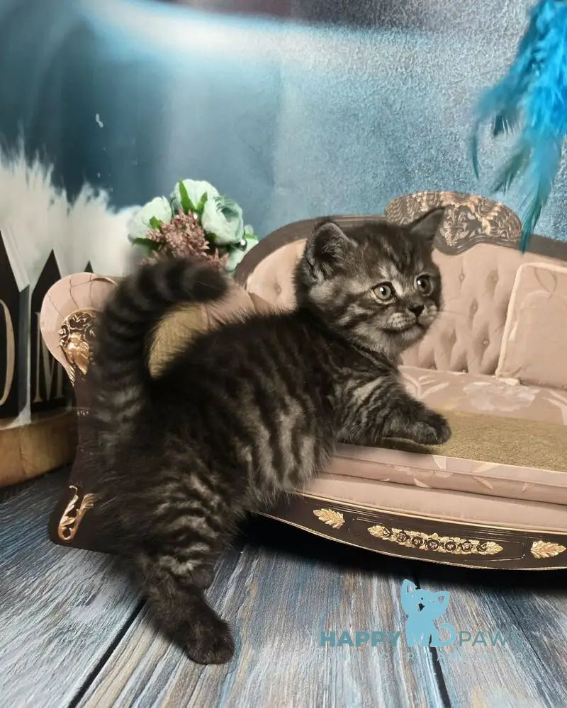 Sirius Munchkin male black silver live animals