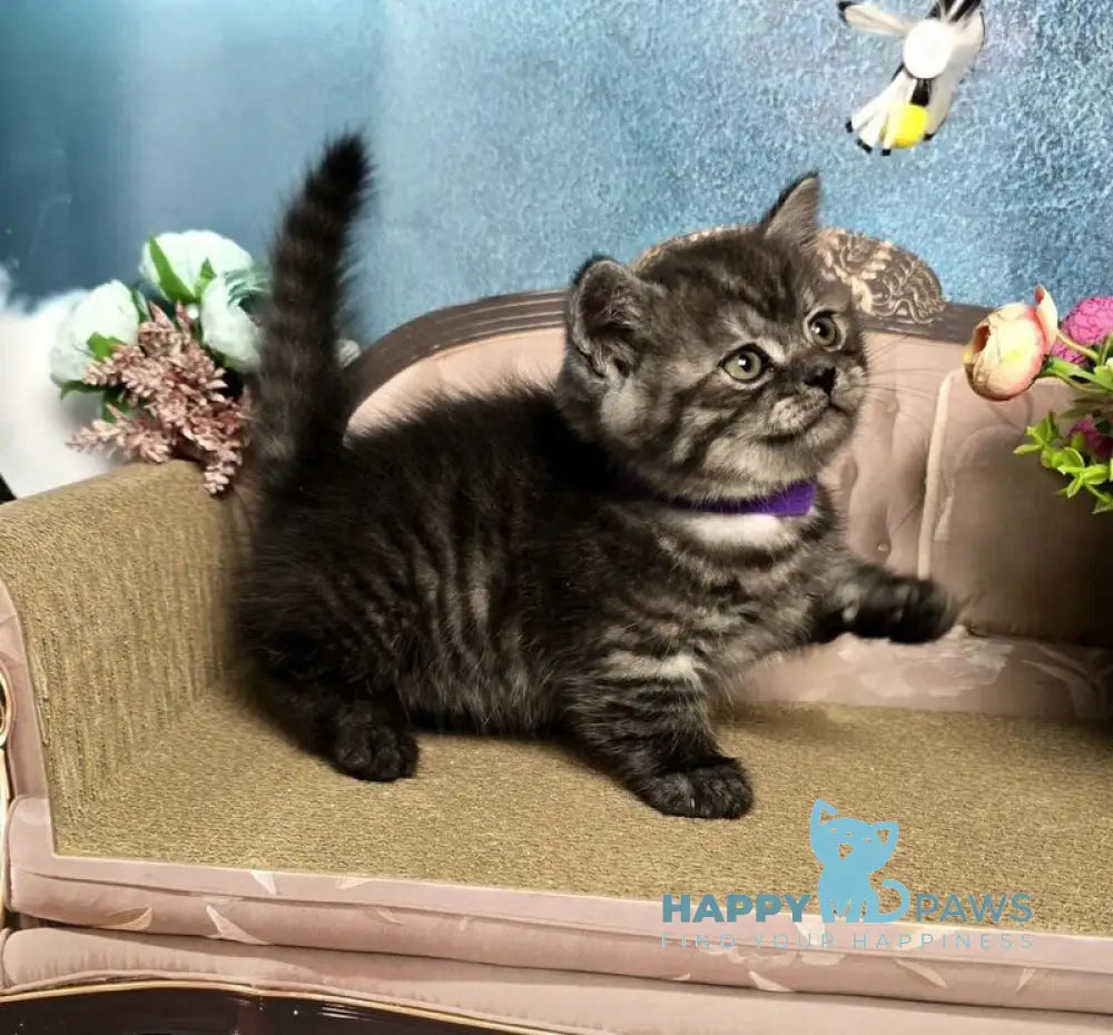 Sirius Munchkin male black silver live animals