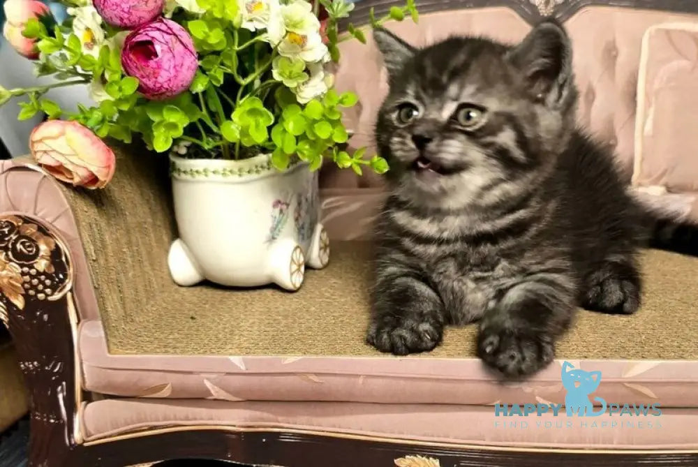 Sirius Munchkin male black silver live animals