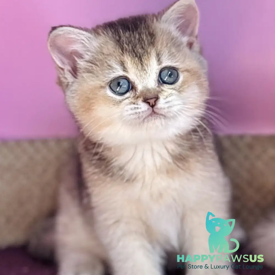 Sisi British Shorthair male black golden ticked tabby - live animals