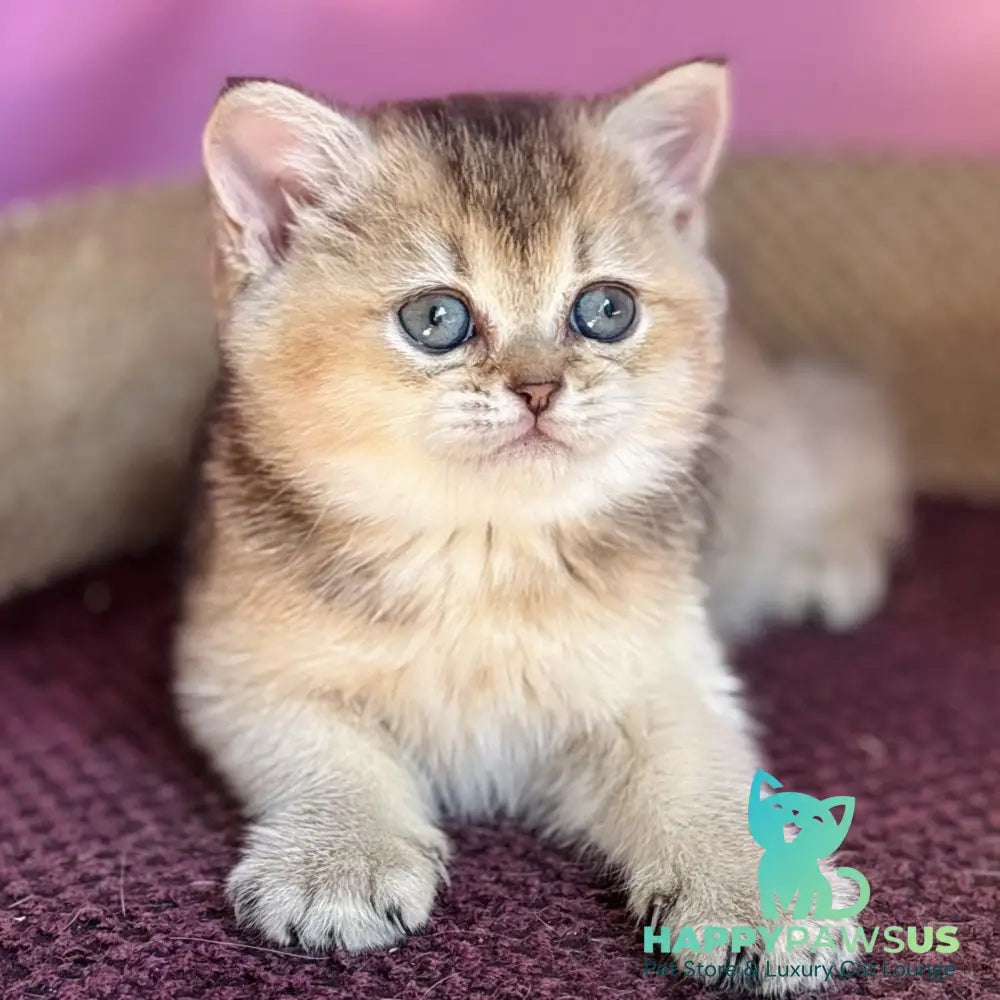 Sisi British Shorthair male black golden ticked tabby - live animals