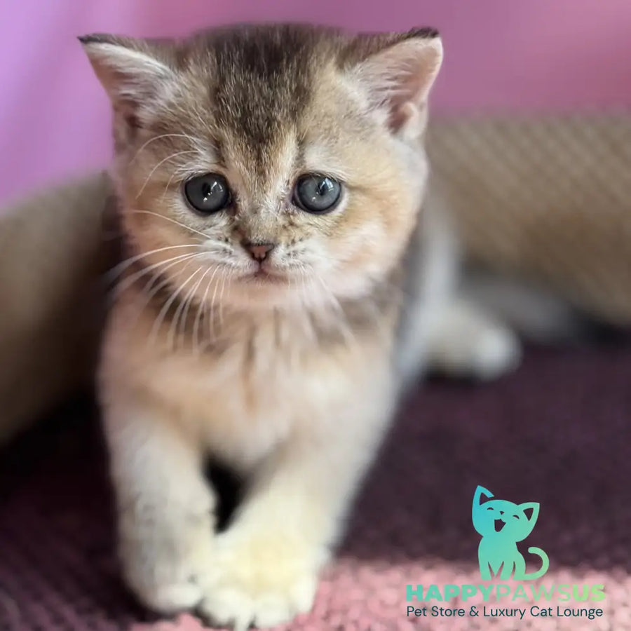 Sisi British Shorthair male black golden ticked tabby - live animals