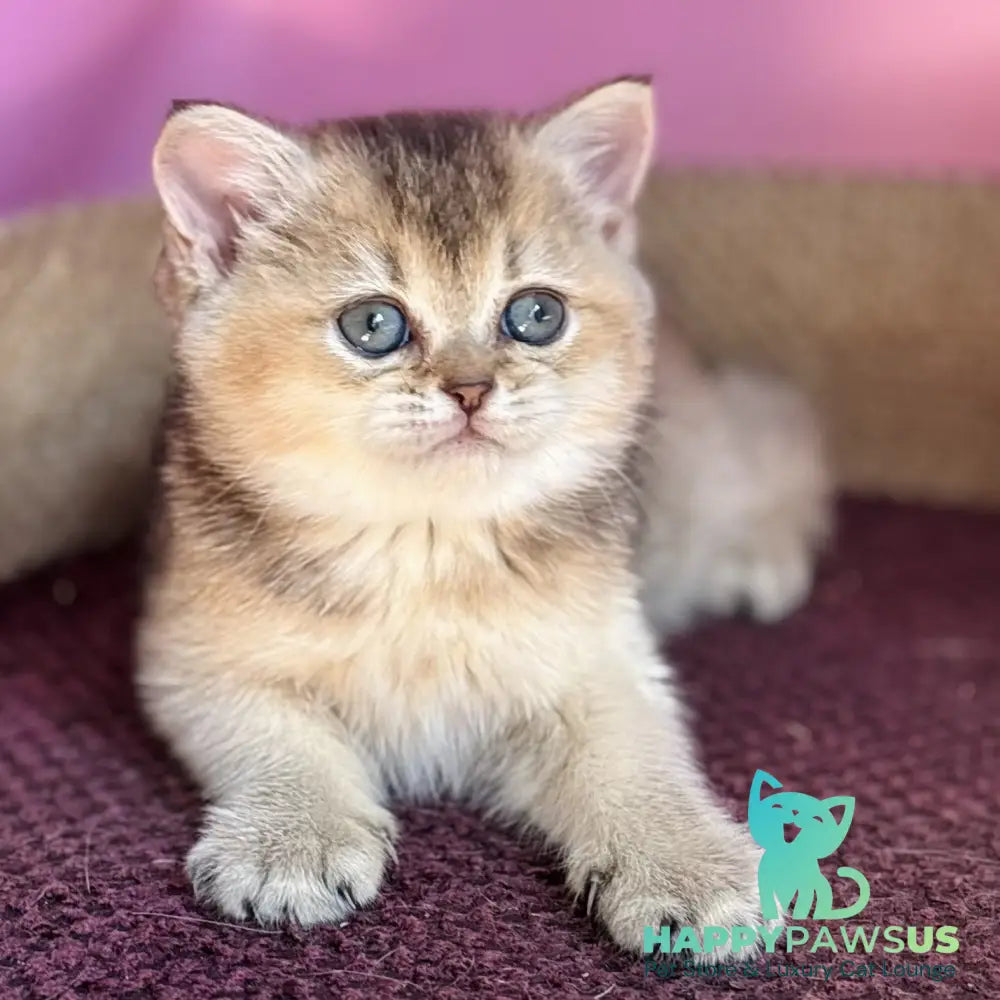 Sisi British Shorthair male black golden ticked tabby - live animals