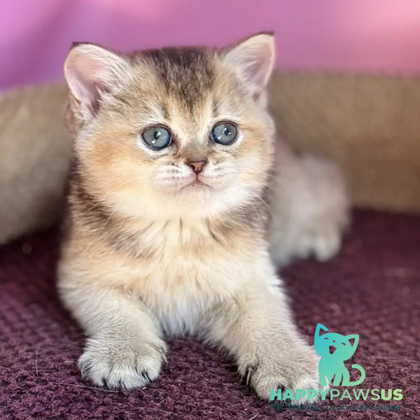 Sisi British Shorthair male black golden ticked tabby - live animals