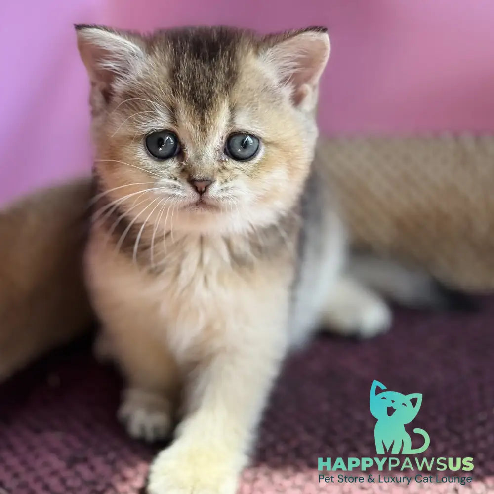 Sisi British Shorthair male black golden ticked tabby - live animals