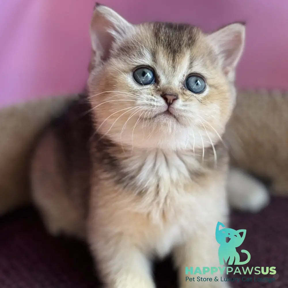 Sisi British Shorthair male black golden ticked tabby - live animals