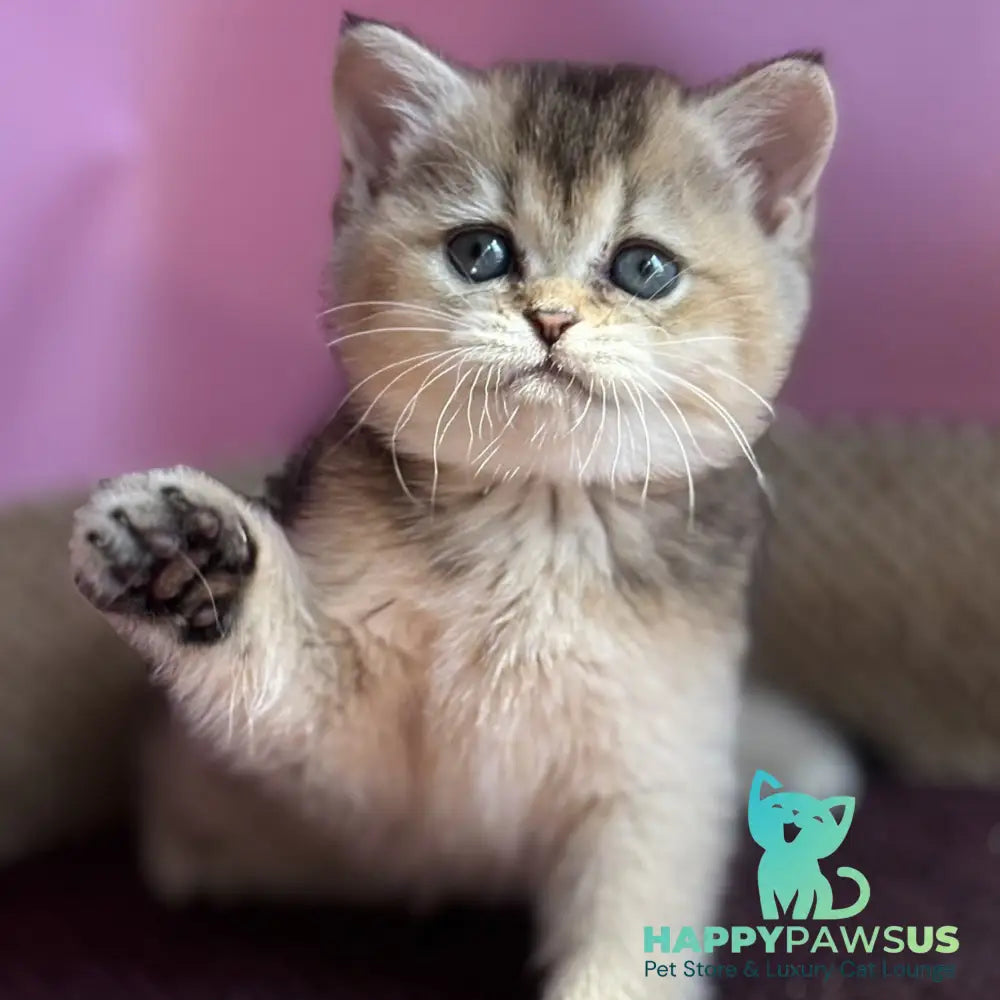 Sisi British Shorthair male black golden ticked tabby - live animals