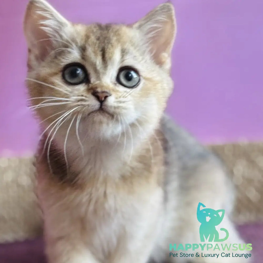 Sisi British Shorthair male black golden ticked tabby - live animals