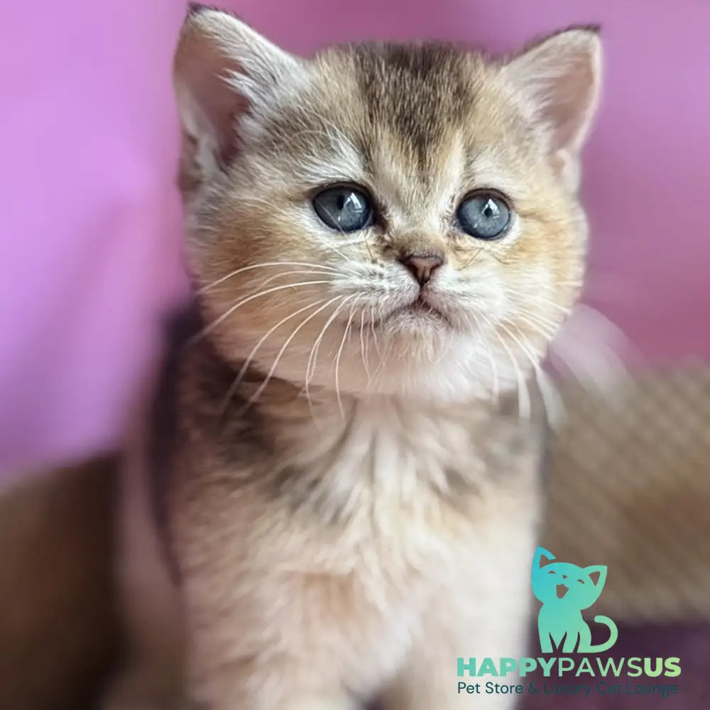 Sisi British Shorthair male black golden ticked tabby - live animals