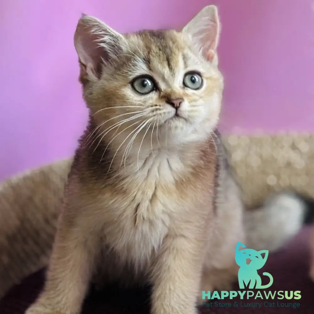 Sisi British Shorthair male black golden ticked tabby - live animals