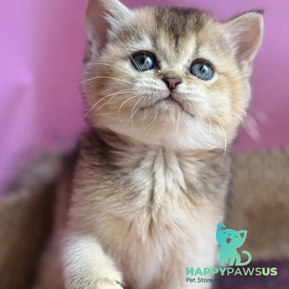 Sisi British Shorthair male black golden ticked tabby - live animals
