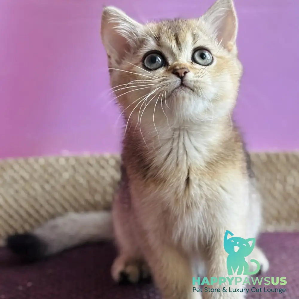 Sisi British Shorthair male black golden ticked tabby - live animals