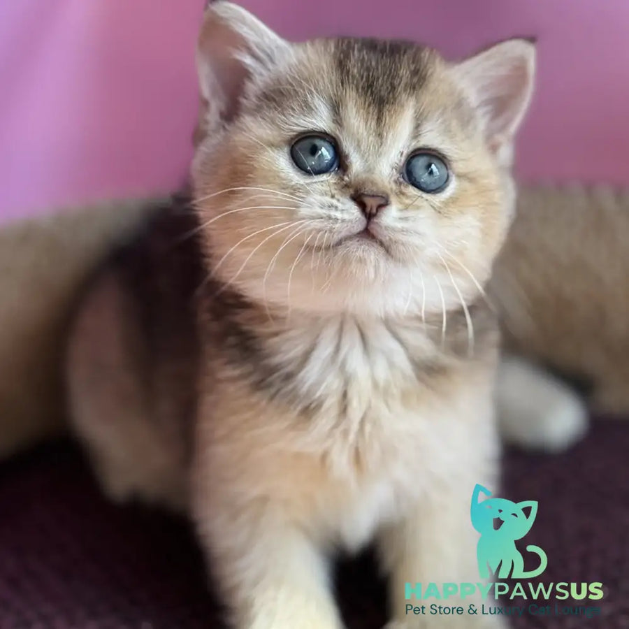 Sisi British Shorthair male black golden ticked tabby - live animals