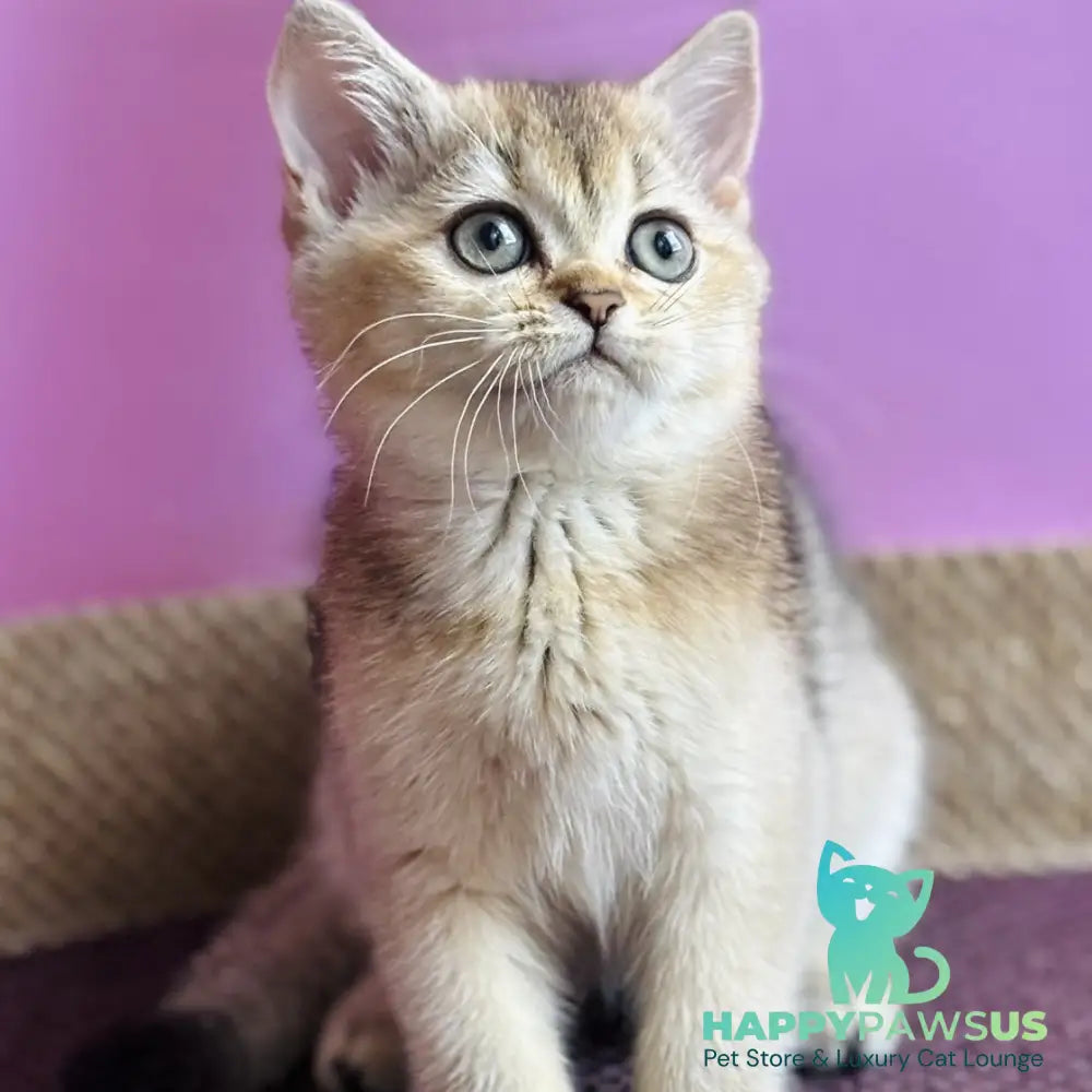 Sisi British Shorthair male black golden ticked tabby - live animals