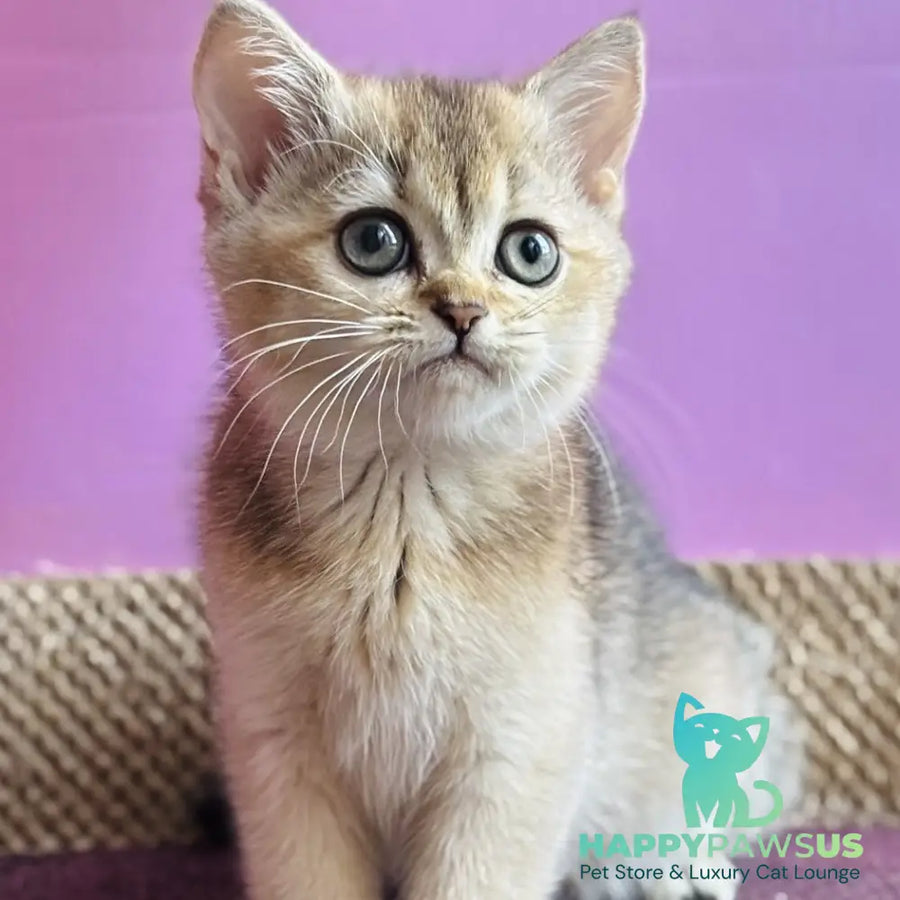 Sisi British Shorthair male black golden ticked tabby - live animals