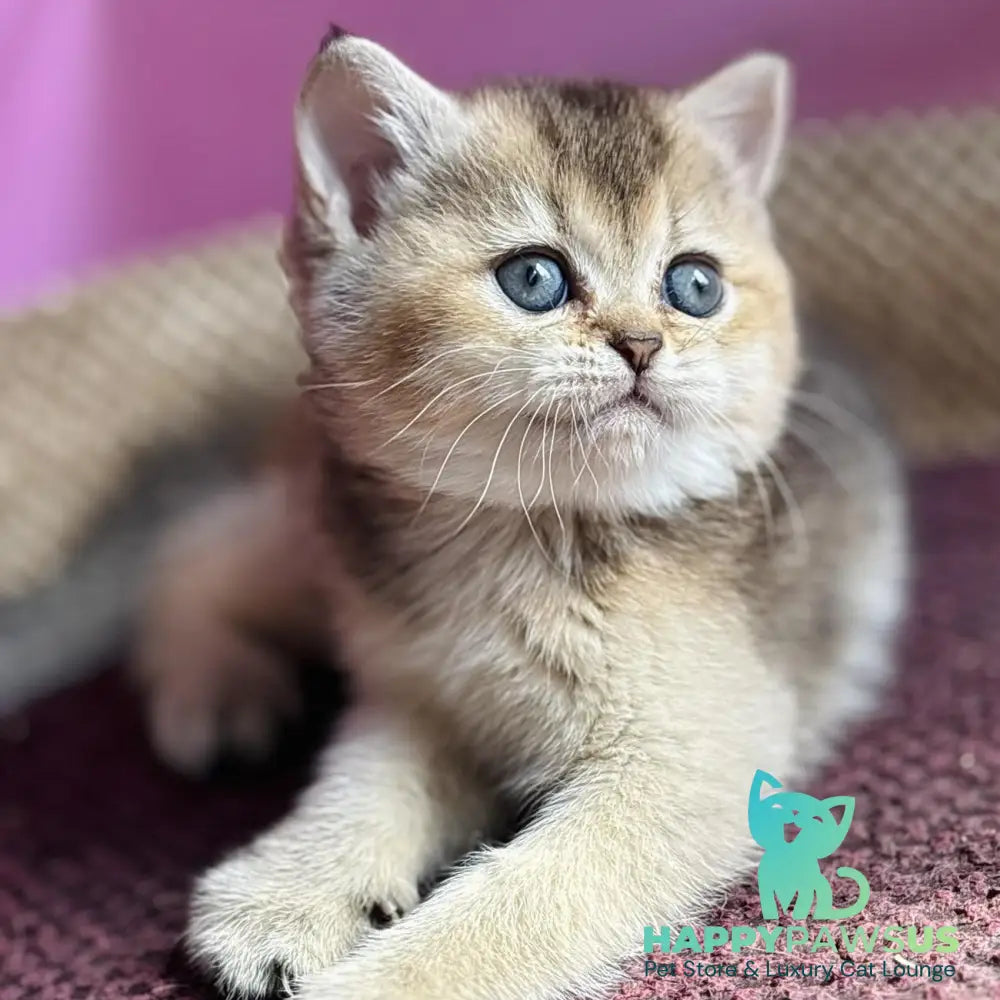 Sisi British Shorthair male black golden ticked tabby - live animals