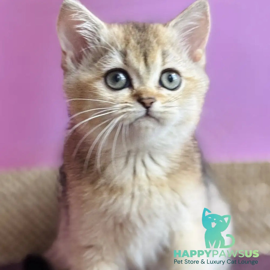 Sisi British Shorthair male black golden ticked tabby - live animals