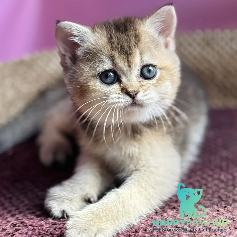 Sisi British Shorthair male black golden ticked tabby - live animals