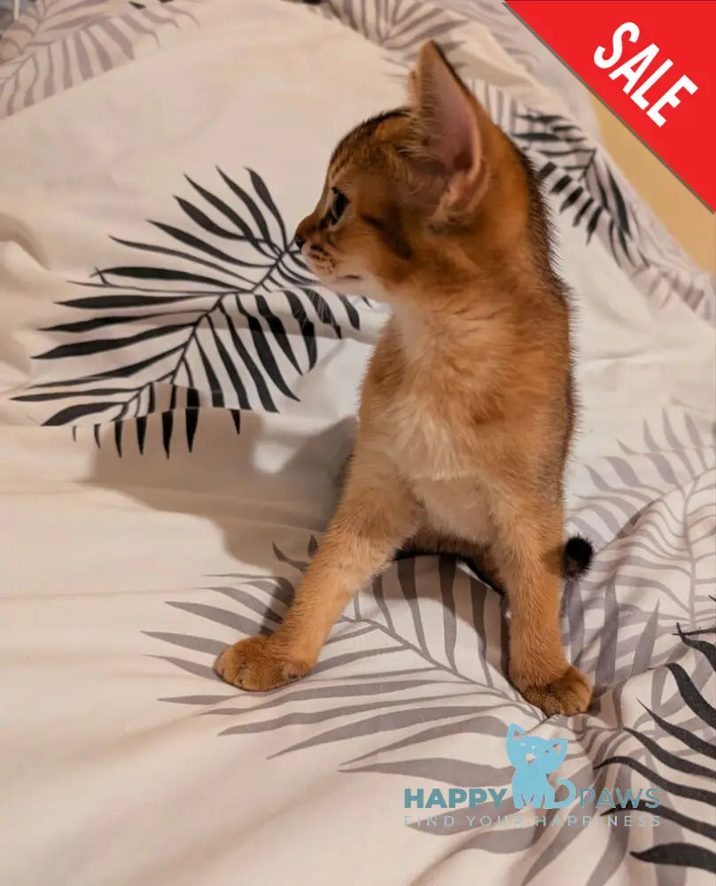 Sissy Abyssinian female ruddy live animals