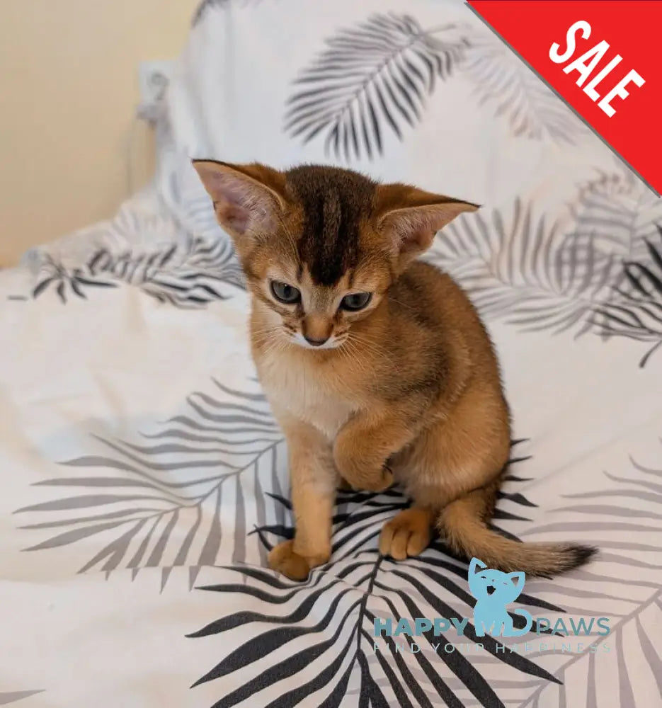 Sissy Abyssinian female ruddy live animals