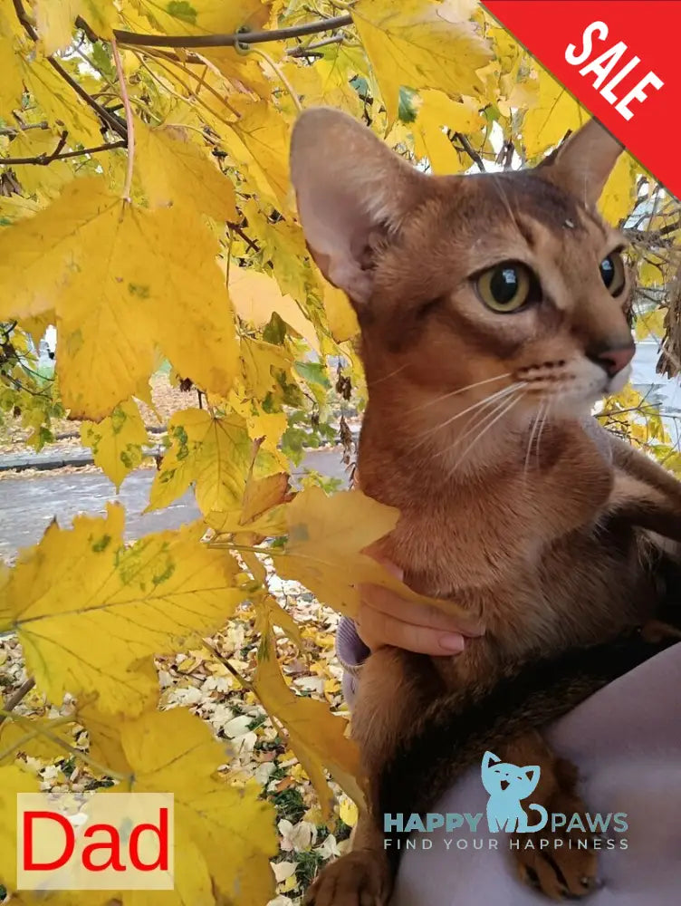 Sissy Abyssinian female ruddy live animals