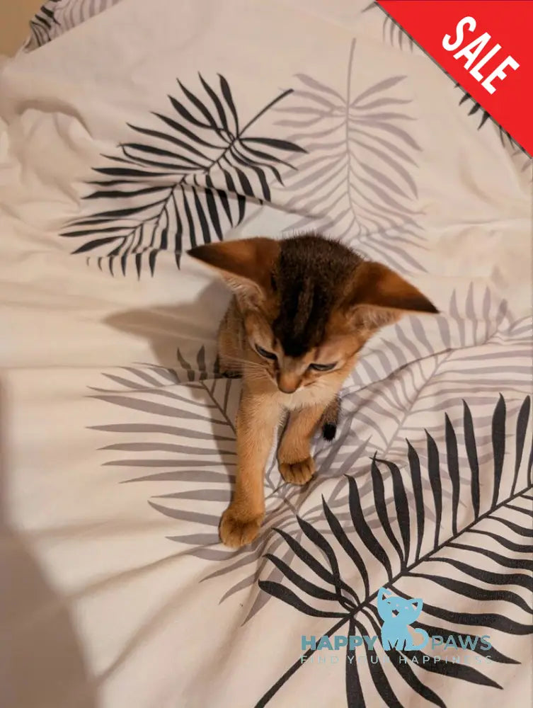 Sissy Abyssinian female ruddy live animals